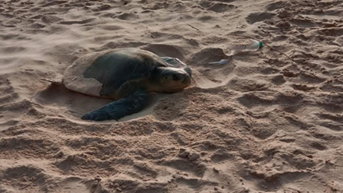 Olive Ridley hatching season ends on happy note, over 1,000 hatchlings